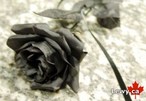 Photo of black rose with Lewy.ca logo